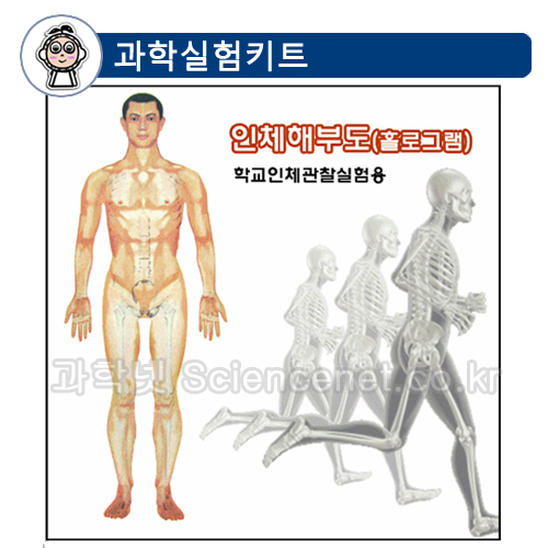 [유비네107] 우리 몸 3D H (1인용) / 인체 해부도 홀로그램