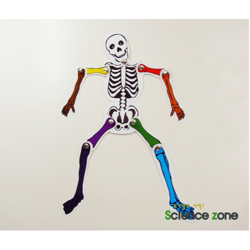 [유비네3866] 칼라뼈아저씨(10인용)  /뼈의 구조와 기능 인체 골격 모형 만들기 맞추기