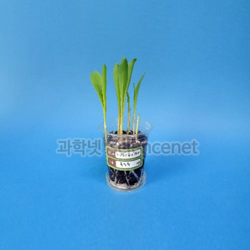 [유비네3557] 외떡잎 식물 (옥수수) 기르기 H (1인용)