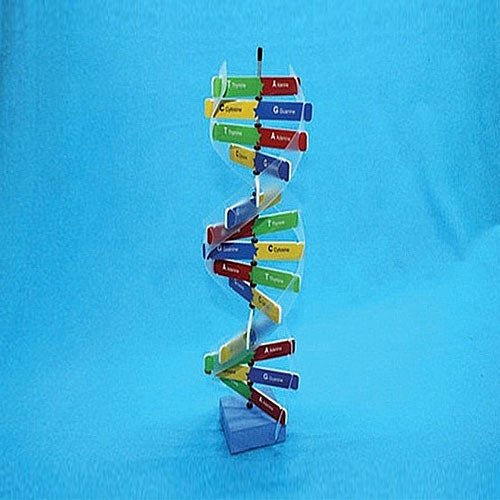 [유비네75] DNA구조 만들기 H (5인용)
