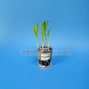[유비네3557] 외떡잎 식물 (옥수수) 기르기 H (1인용)