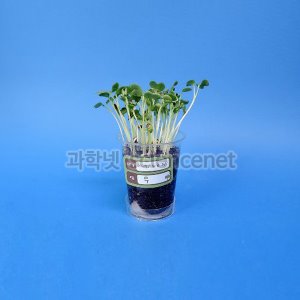 [유비네3558] 쌍떡잎 식물 (무) 기르기 H (1인용)