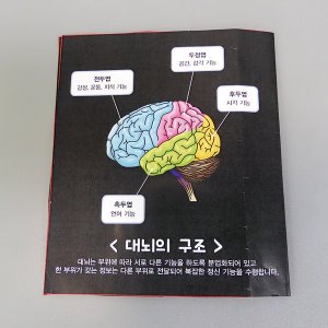 [유비네313] 뇌의 구조와 기능 H (4인용)