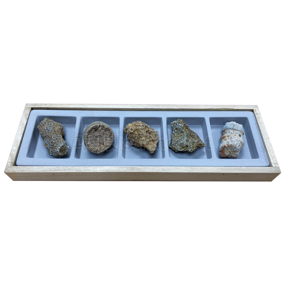 교과서에 나오는 산호 5종 세트(실물산호화석)