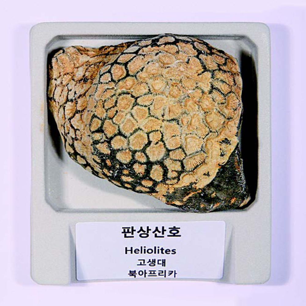 전시용 산호화석(실물산호화석)