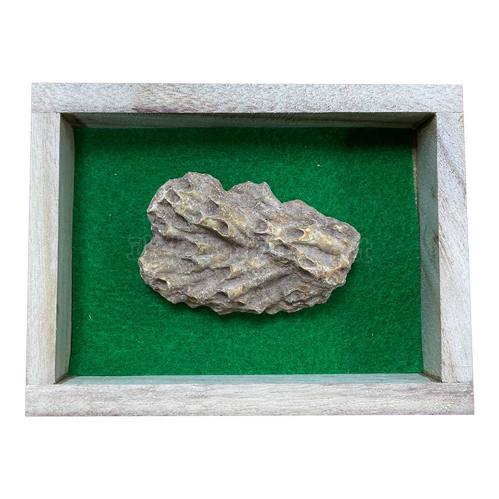 산호화석(실물산호화석)(대)