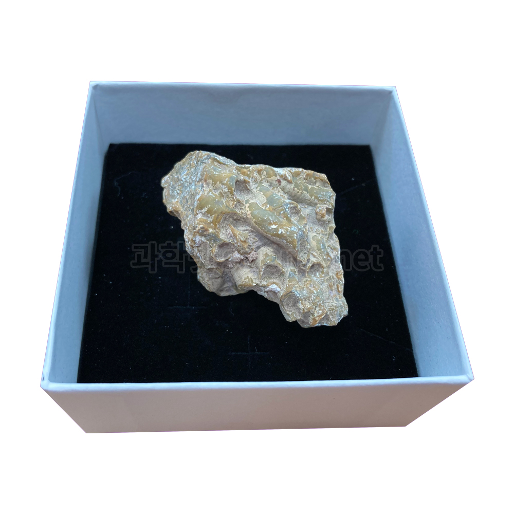 산호화석(실물산호화석)(소)